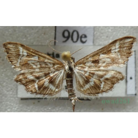Diasemia reticularis (Linnaeus, 1761) Dwojaczka siatkowana Slovakia90e